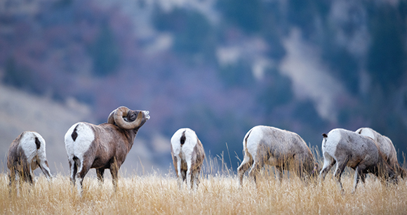 A group of bighorn sheep in Montana.