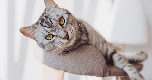 A gray tabby relaxing on a cat bed.