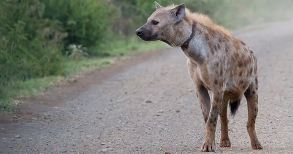 A hyena with healed snare wound around their neck.