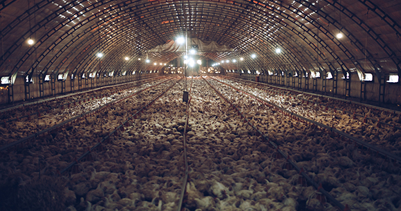 poultry factory farm