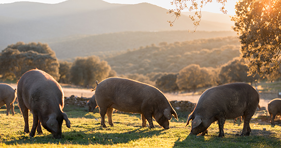 pigs on pasture