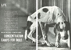 Cover of Concentration Camps for Dogs