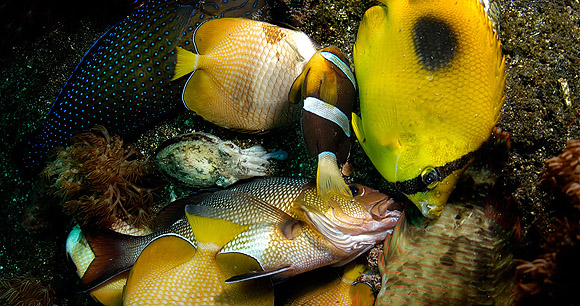 Blast fishing - Photo by B White Sangean Menjang