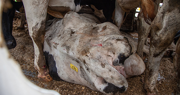 Cow in transport