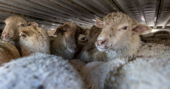 Sheep in transport