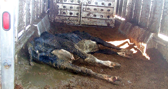 Cow in transport