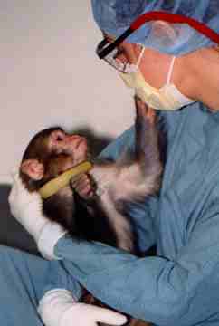 Affectionate relationship between technician and rhesus macaque