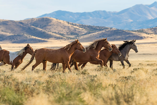 Wild Horses