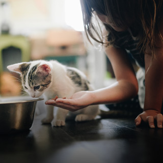 Animals and Family Violence