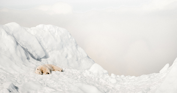 polar bear - photo by Annie Spratt