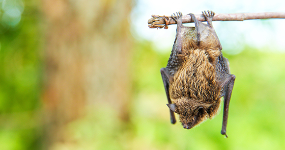 bat - photo by Петр Смагин