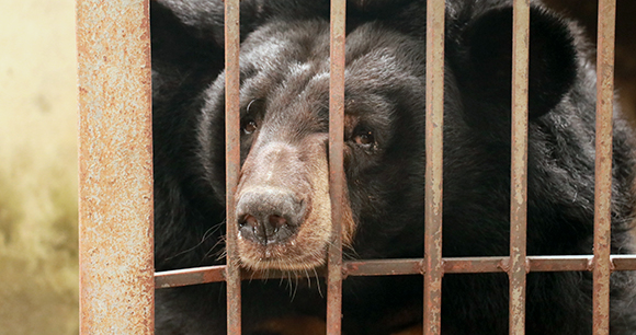 bear - photo by Animals Asia