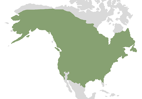 Beaver range in North America