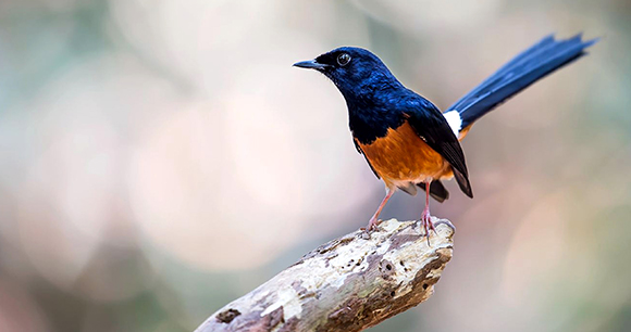 white-rumped shama - photo by Wang LiQiang