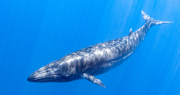 brydes whale