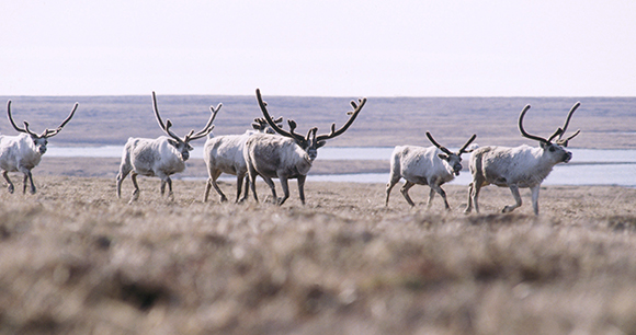 caribou - photo by NOAA