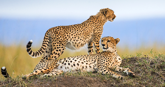 cheetahs