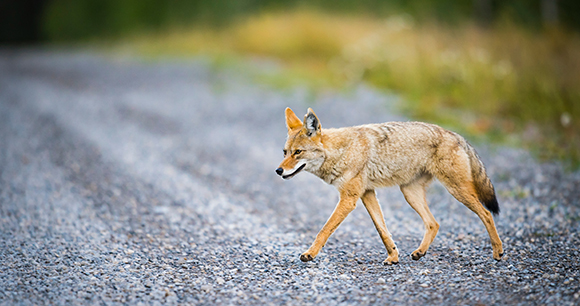 coyote - photo by BGSmith