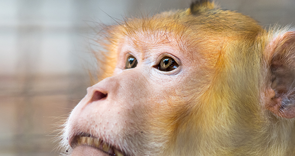 macaque - photo by wannasak