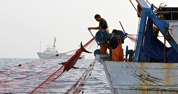 Driftnet fishing - Photo by AWI