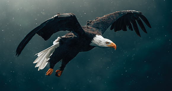 eagle - photo by Philipp Pilz