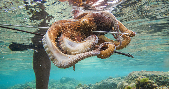an octopus impaled with a spear