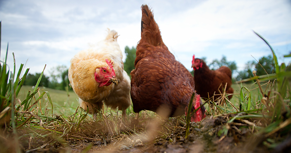 egg-laying hens on pasture