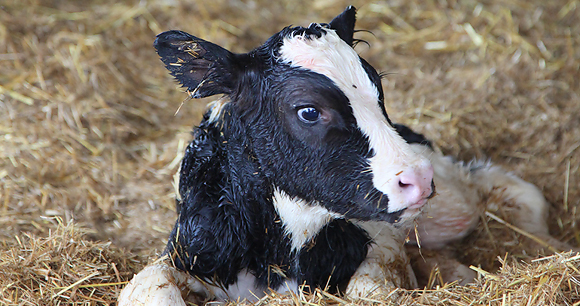newborn calf