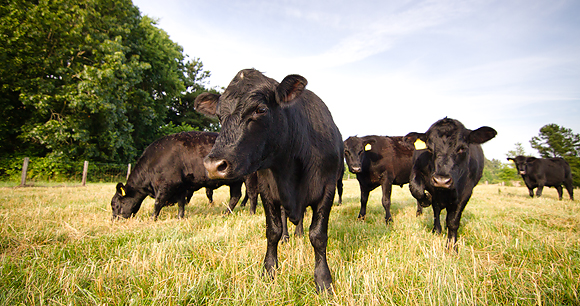 beef cattle on pasture