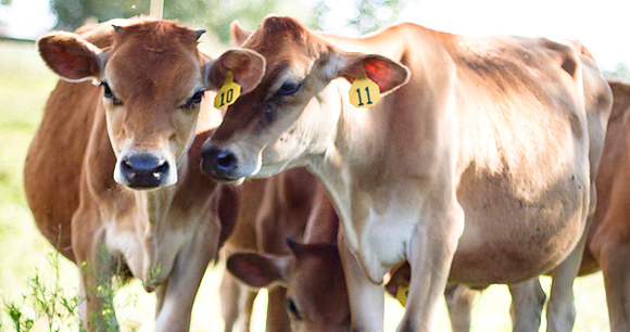 dairy cows