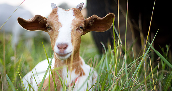 goat on a farm in grass