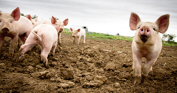 pigs in the dirt on a farm