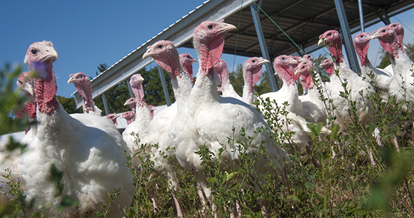turkeys on pasture
