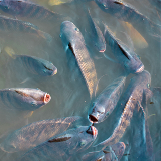 fish farming