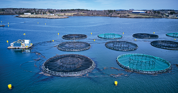 Atlantic salmon fish farm- photo by Leo W Wowal