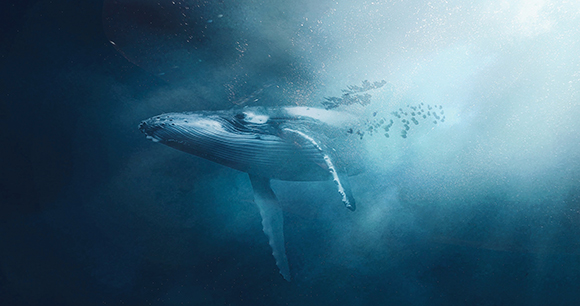 whale - photo by Gabriel Dizzi