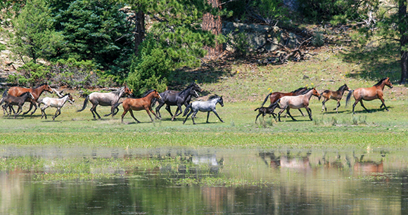 horses - Sky Mountain Wild Horse Sanctuary