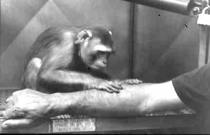Rhesus macaque grooming the attending technician