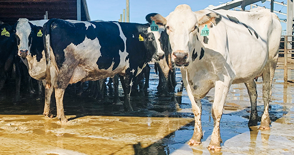 Florida cows