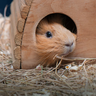 Guinea pig