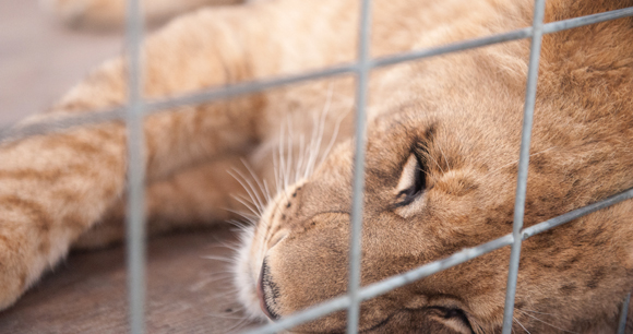 lion cub