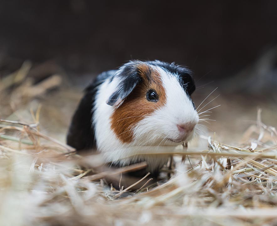 Guinea Pig