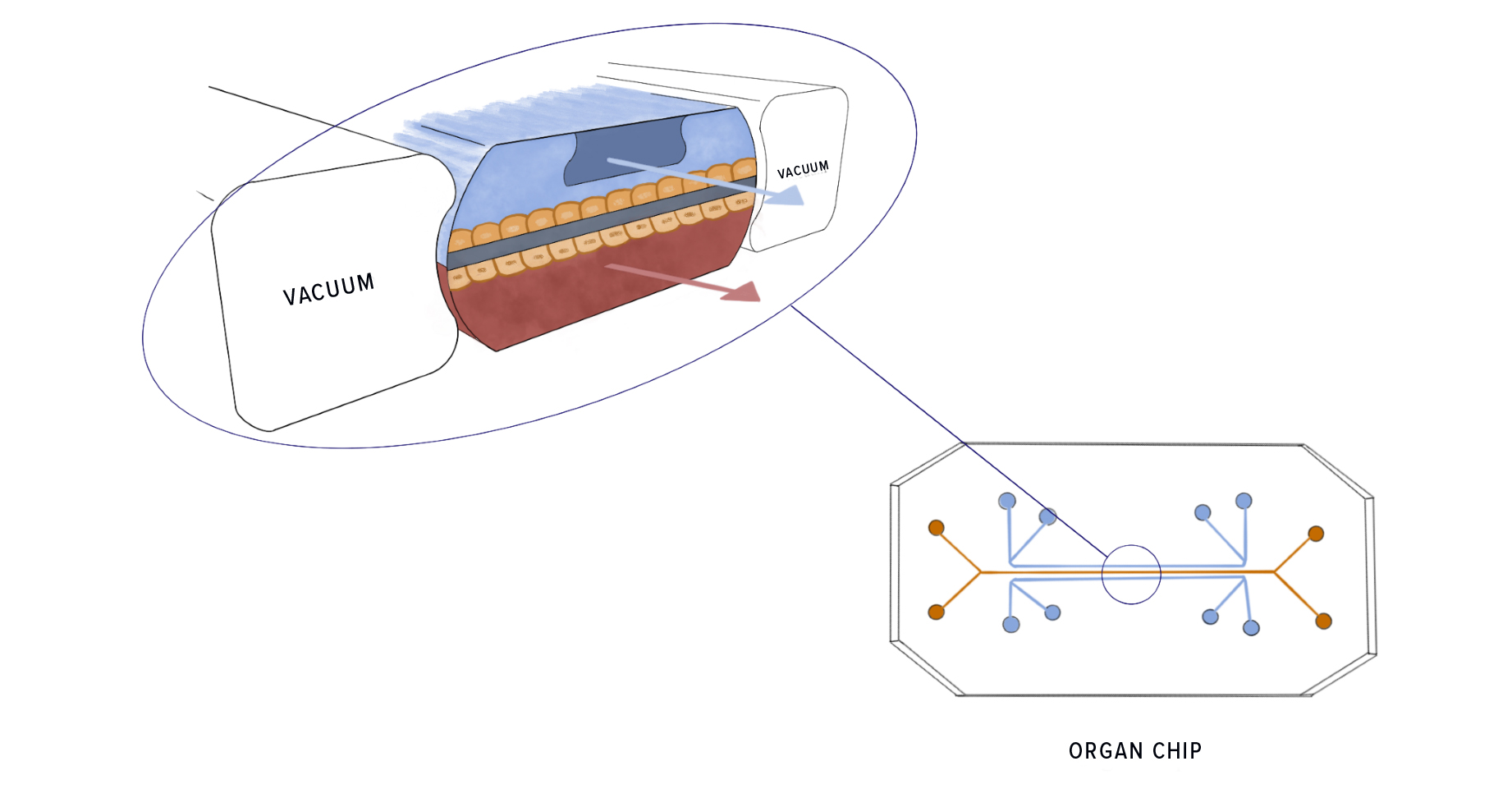 organ on a chip