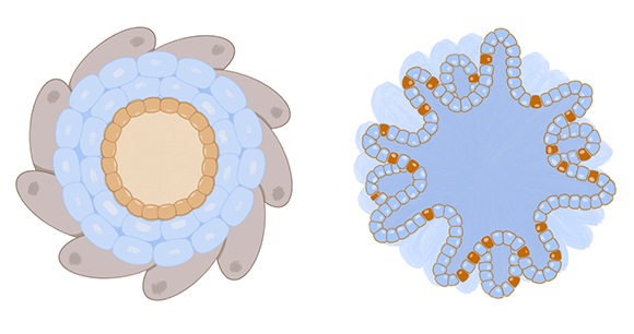 illustration of an organoid