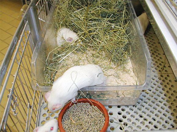 Old rabbit-cage furnished with a Macrolon IV rodent cage for group-housed guinea pigs