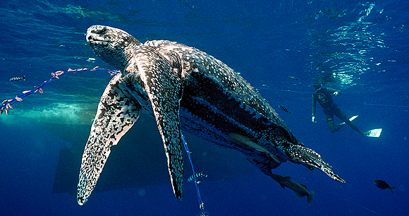 Longline fishing - Photo by Projeto Tamar Brazil