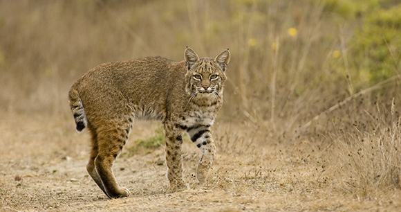 Lynx by Matt Knoth