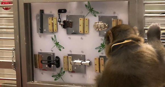 laboratory macaque