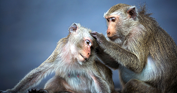 macaques - photo by jeep2499