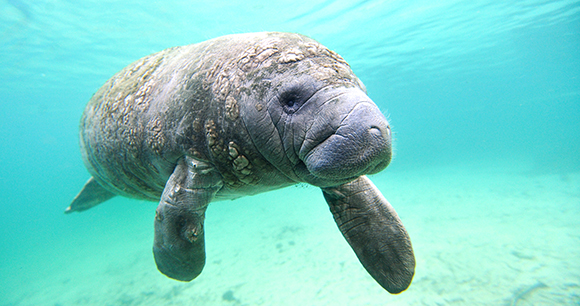 manatee - 33KAREN33